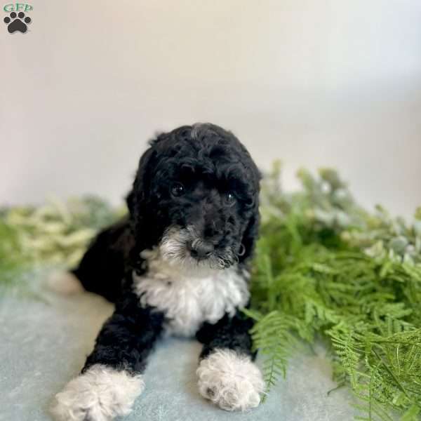 Benito, Mini Bernedoodle Puppy
